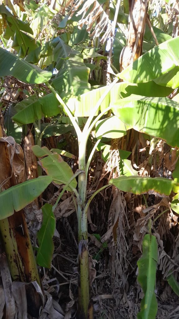 Banana Tree whatsapp image 2026 08 01 at 15.57.34