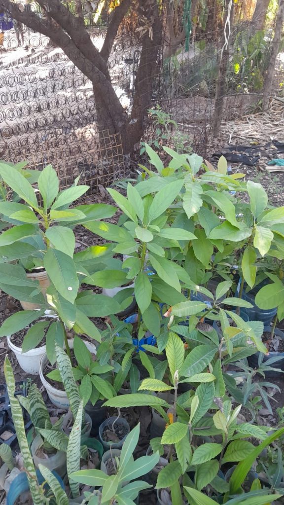 Avocado Tree avo