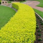 duranta gold 2