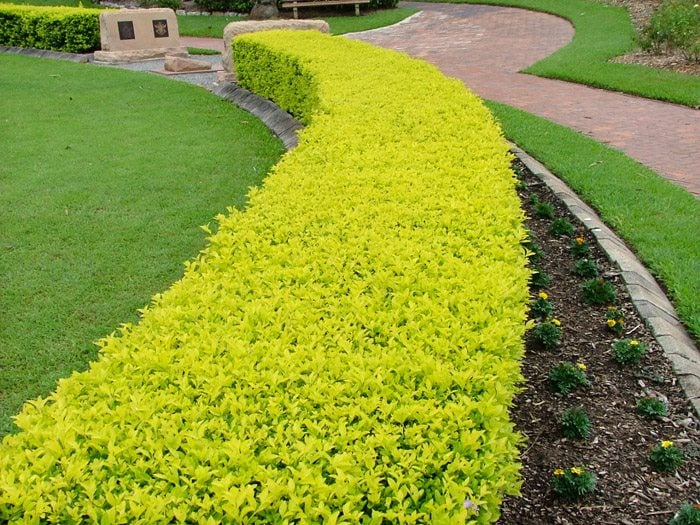 duranta gold 2