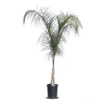 palm queen 5l