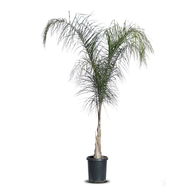 palm queen 5l